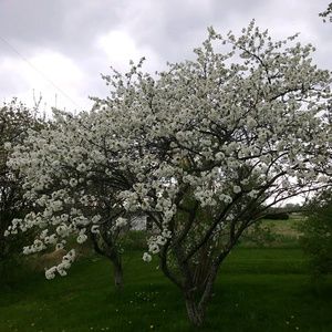 Meet your Posher, Cynthia